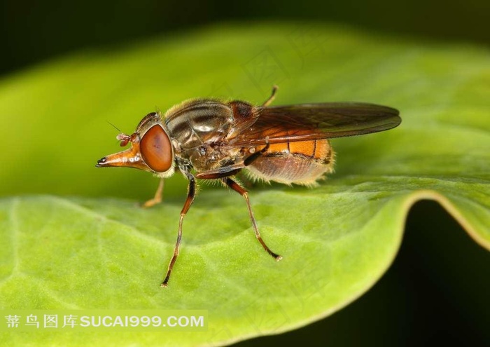 叶子上美丽奇怪的昆虫