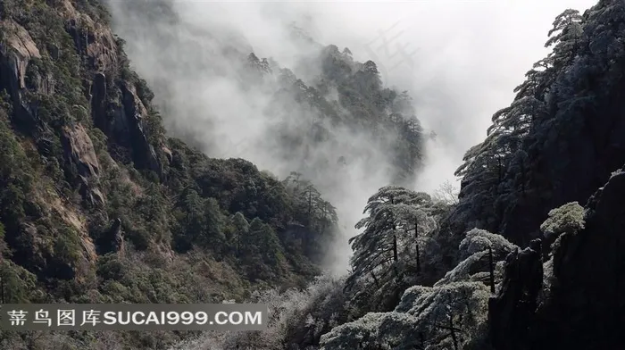 安徽黄山奇松风景摄影图片