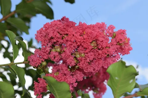 春天盛开的花朵图片 春天盛开的花朵图片