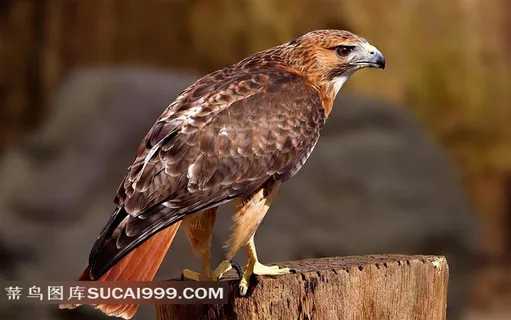 树桩上的鹰摄影素材 树桩上的鹰摄影素材