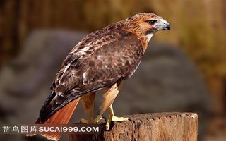 树桩上的鹰摄影素材
