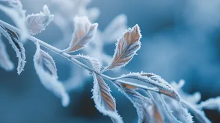 冬季树枝雾凇景象摄影图