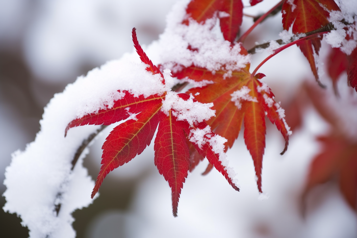 冬季雪压枫叶枝条雪景摄影图