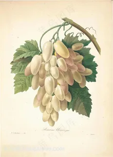 珍藏版皮埃尔-约瑟夫·雷杜德植物图谱图片素材 珍藏版皮埃尔-约瑟夫·雷杜德植物图谱图片素材