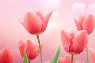 粉色清新郁金香鲜花背景