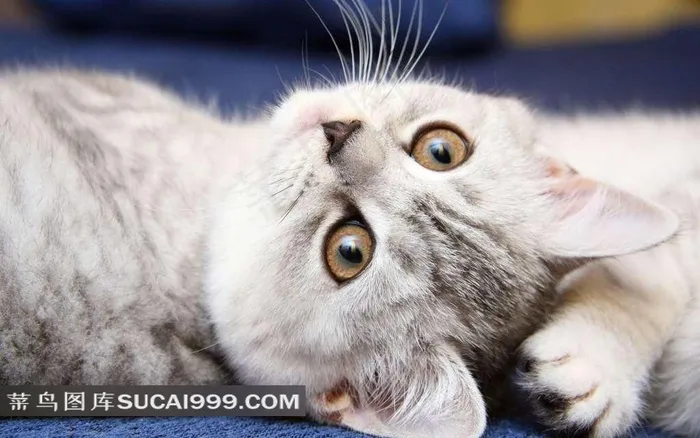 躺着的灰色小猫