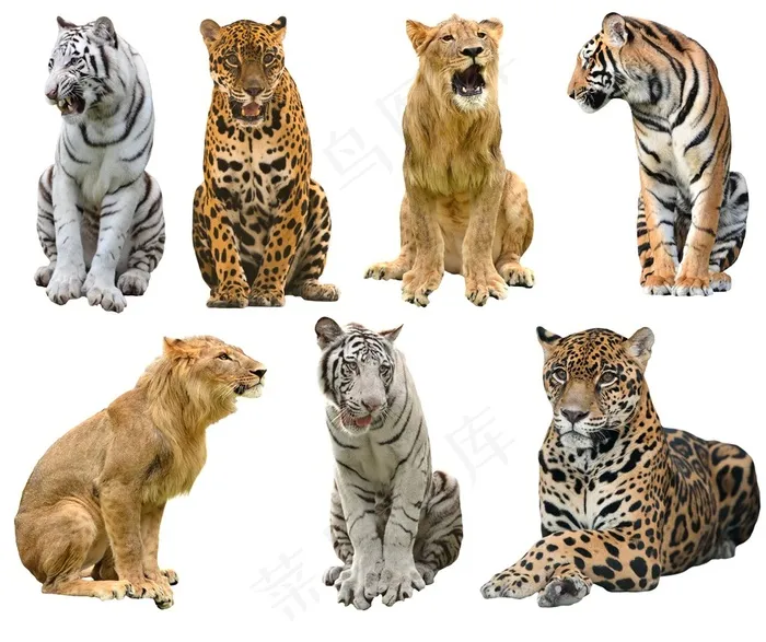 猫科动物狮子老虎豹子高清图片