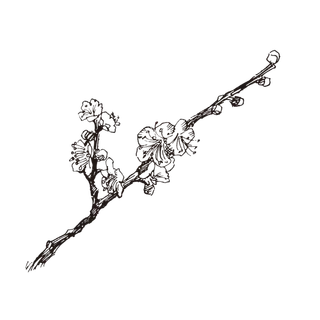 线条草本花卉手绘植物-梅花2