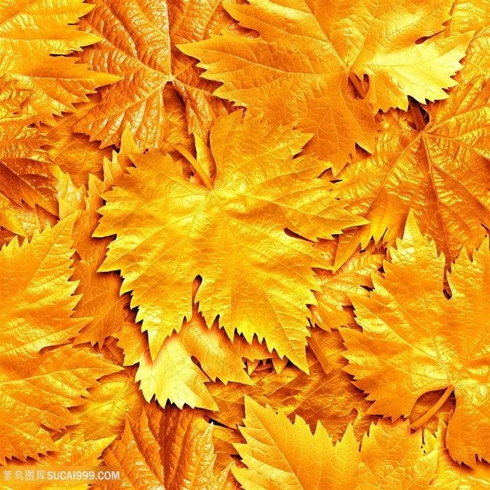 金色树叶背景图片素材