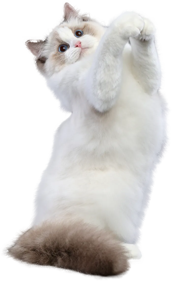 免扣素材实物猫咪摄影