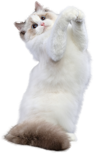 免扣素材实物猫咪摄影