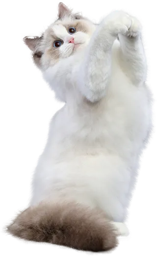 免扣素材实物猫咪摄影