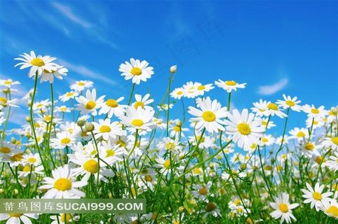 高清菊花风景图片下载