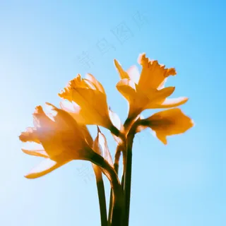 黄百合花高清图片 黄百合花高清图片