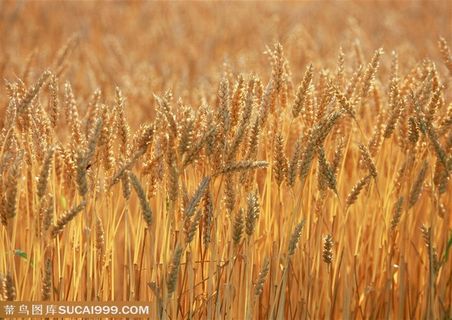 农作物-竖着的一根一根熟透的麦子特写