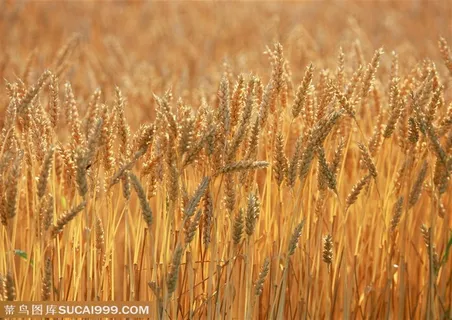 农作物-竖着的一根一根熟透的麦子特写