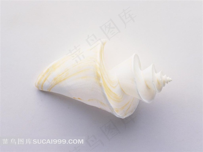 白色精美海贝图片素材