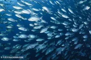 美丽的海底鱼群高清图片