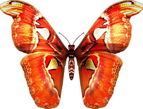 蝴蝶 PNG免抠(500x380)