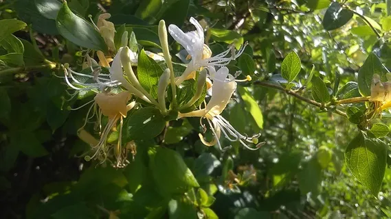 金银花摄影图片 金银花摄影图片