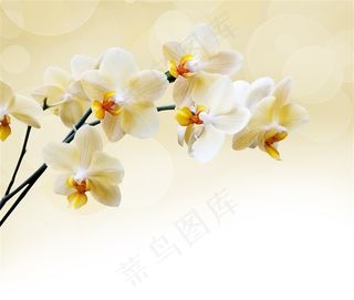 唯美花朵特写写真图片