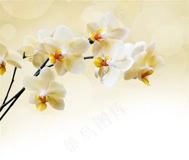 唯美花朵特写写真图片 唯美花朵特写写真图片