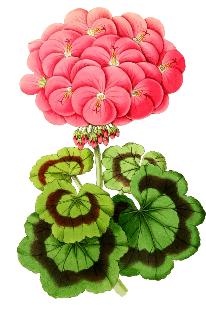 复古手绘植物花卉插画 免抠