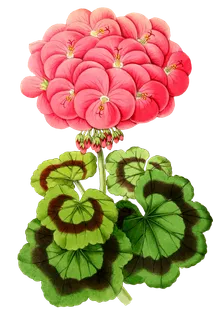 复古手绘植物花卉插画 免抠