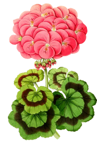 复古手绘植物花卉插画 免抠