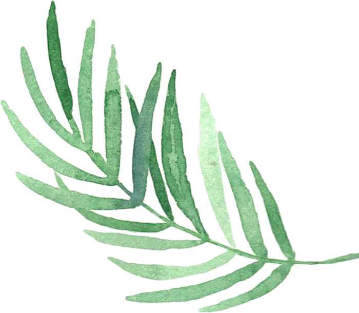 植物免扣植物水彩插画设计素材