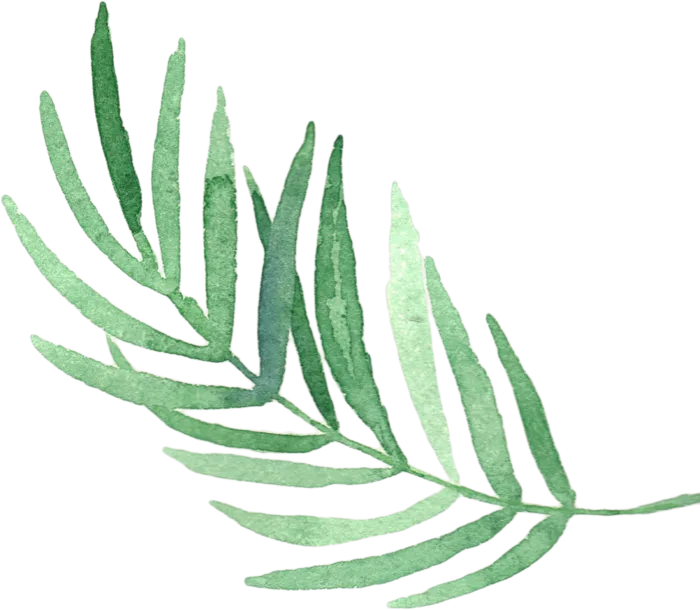 植物免扣植物水彩插画设计素材
