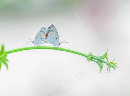 两只可爱的豆灰蝶