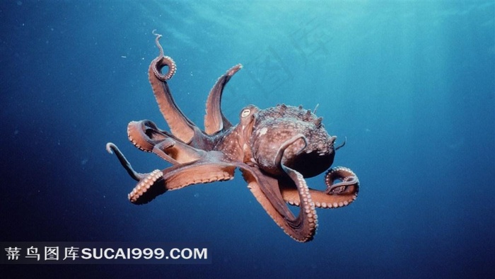 海洋生物水母