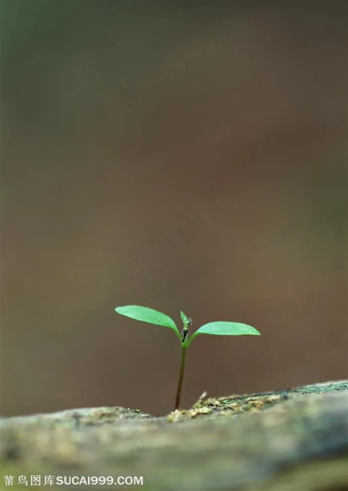树木树叶-枯树杆张长出嫩叶