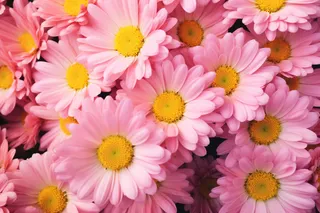 粉红菊花花簇摄影图