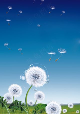 蒲公英风景图片下载