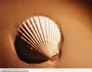 蚌壳（扇形）