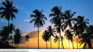 夕阳晚霞中的大片棕树林