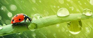 春天雨水叶子绿叶上的七星瓢虫，虫类，谷雨春分摄影图