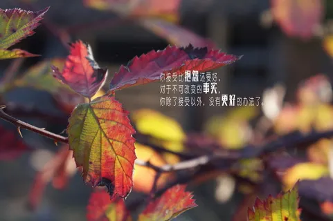 相亲相爱灰鸽子图片