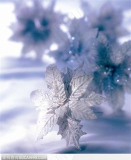 雪松 雪松