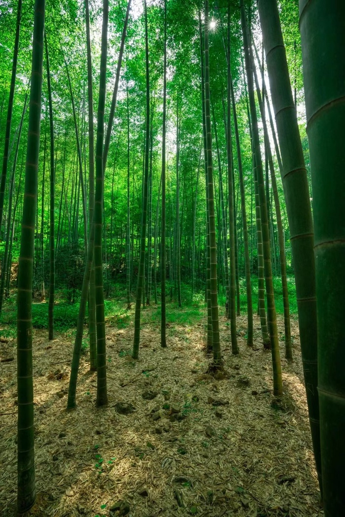 竹林背景图