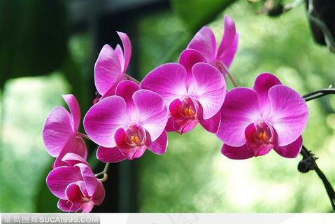 红艳艳的蝴蝶兰鲜花图片