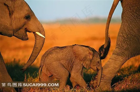 大象小象高清摄影素材