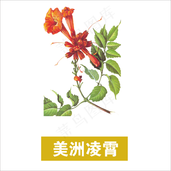 手绘草本中药药材美洲凌霄