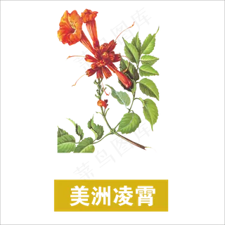 手绘草本中药药材美洲凌霄