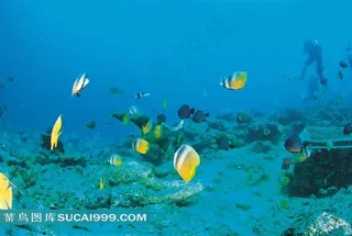 海洋浅水鱼类高清大图