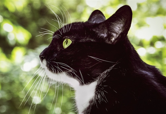 盯着某处张望的猫咪图片