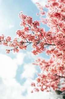 清新治愈系樱花摄影图片 清新治愈系樱花摄影图片