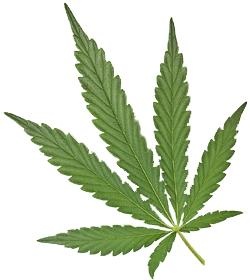 大麻PNG免抠(250x280)